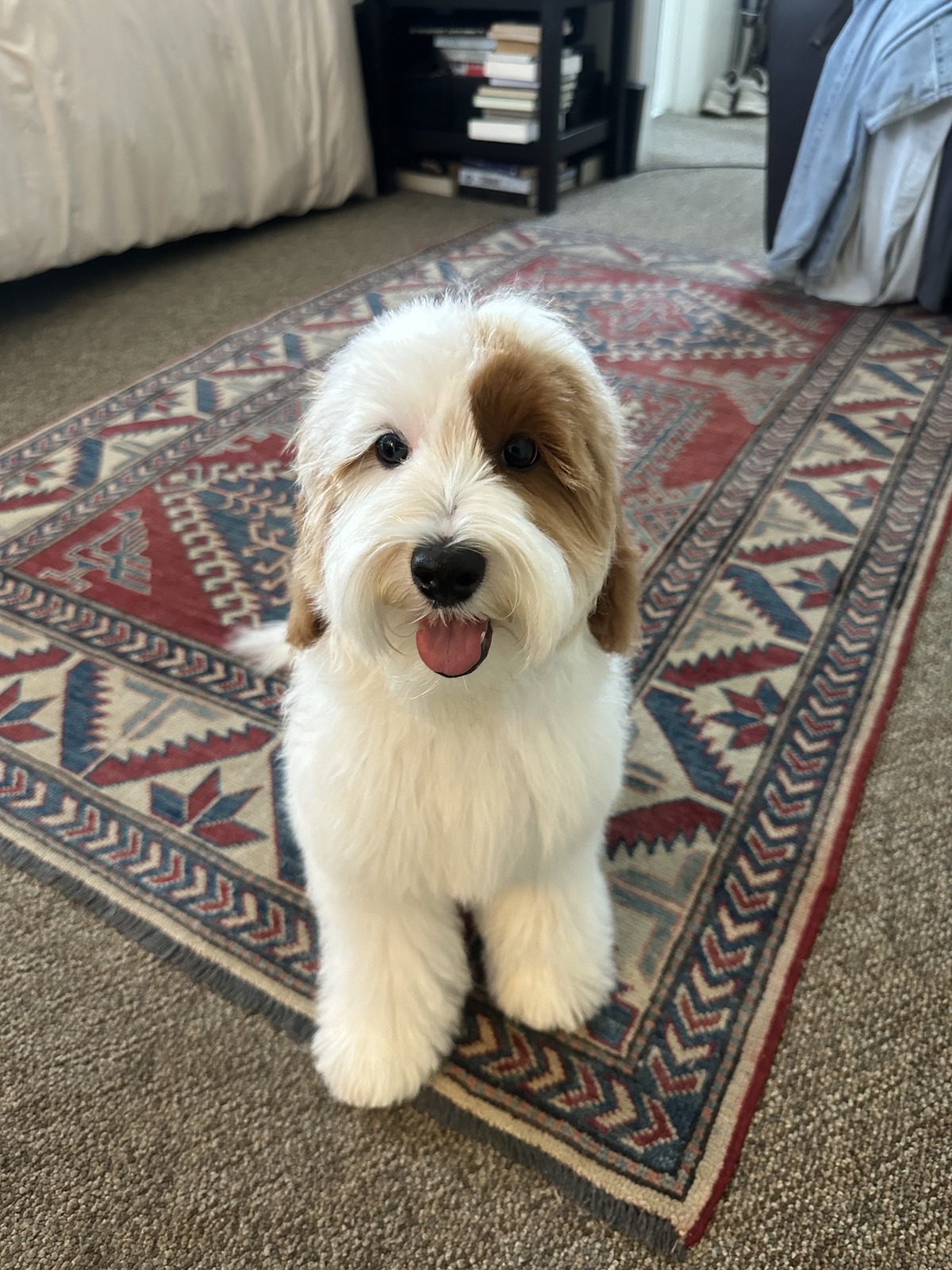Finn, the personal assistant